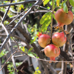 La joya del otoño